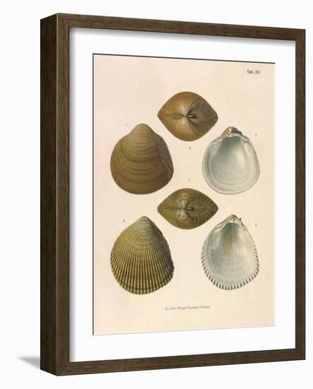 Japanese Cockles-Theodor Fischer-Framed Giclee Print