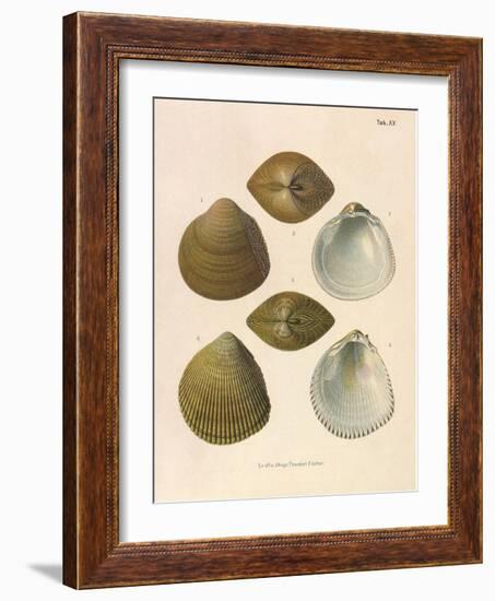 Japanese Cockles-Theodor Fischer-Framed Giclee Print