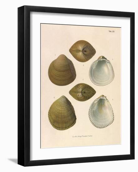Japanese Cockles-Theodor Fischer-Framed Giclee Print