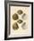 Japanese Cockles-Theodor Fischer-Framed Giclee Print