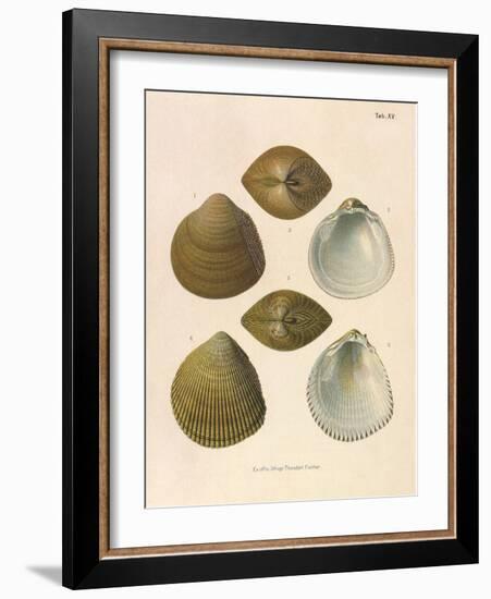 Japanese Cockles-Theodor Fischer-Framed Giclee Print