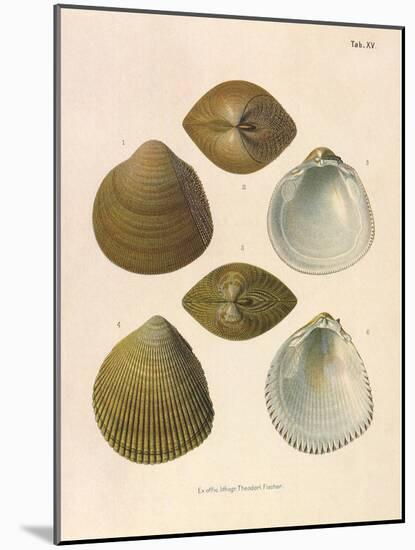 Japanese Cockles-Theodor Fischer-Mounted Giclee Print