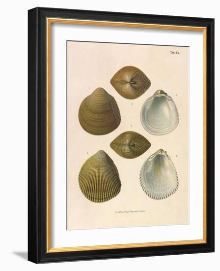 Japanese Cockles-Theodor Fischer-Framed Giclee Print