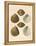 Japanese Cockles-Theodor Fischer-Framed Premier Image Canvas