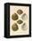 Japanese Cockles-Theodor Fischer-Framed Premier Image Canvas