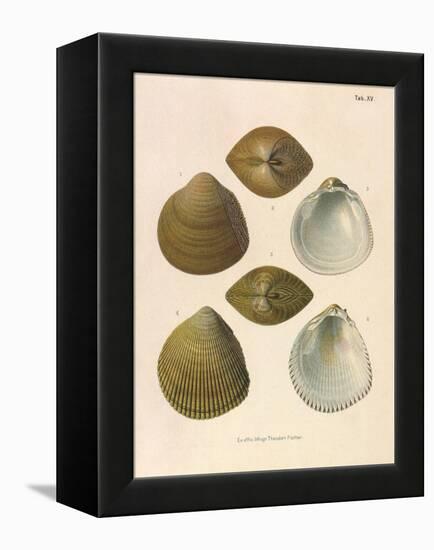 Japanese Cockles-Theodor Fischer-Framed Premier Image Canvas