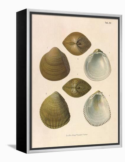 Japanese Cockles-Theodor Fischer-Framed Premier Image Canvas