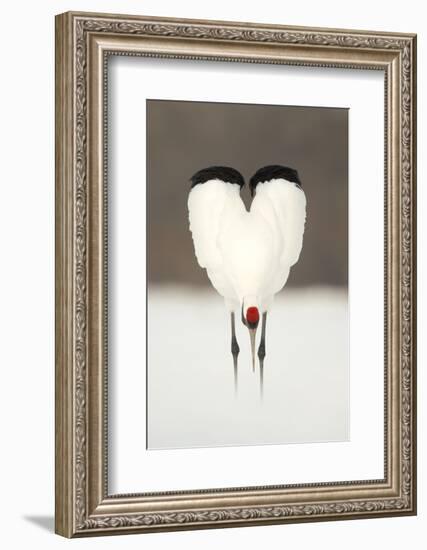 Japanese Crane (Grus Japonensis) Displaying, Wings In Heart Shape, Hokkiado, Japan, February-Danny Green-Framed Photographic Print