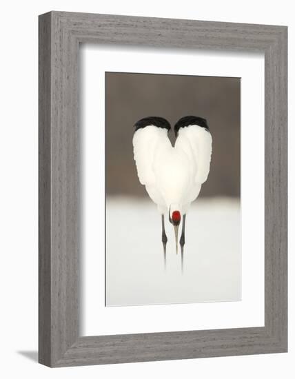 Japanese Crane (Grus Japonensis) Displaying, Wings In Heart Shape, Hokkiado, Japan, February-Danny Green-Framed Photographic Print