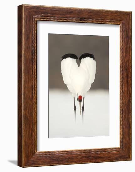 Japanese Crane (Grus Japonensis) Displaying, Wings In Heart Shape, Hokkiado, Japan, February-Danny Green-Framed Photographic Print