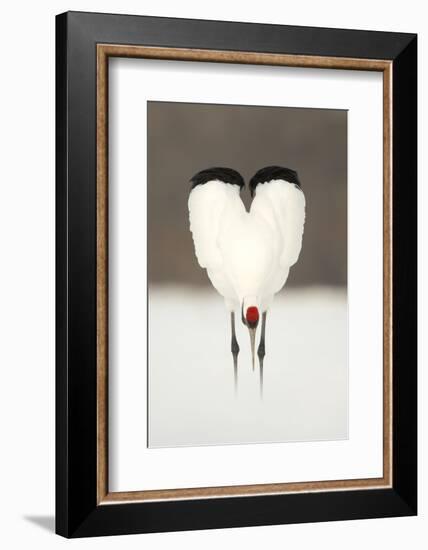 Japanese Crane (Grus Japonensis) Displaying, Wings In Heart Shape, Hokkiado, Japan, February-Danny Green-Framed Photographic Print