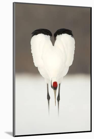 Japanese Crane (Grus Japonensis) Displaying, Wings In Heart Shape, Hokkiado, Japan, February-Danny Green-Mounted Photographic Print