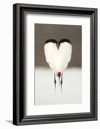 Japanese Crane (Grus Japonensis) Displaying, Wings In Heart Shape, Hokkiado, Japan, February-Danny Green-Framed Photographic Print