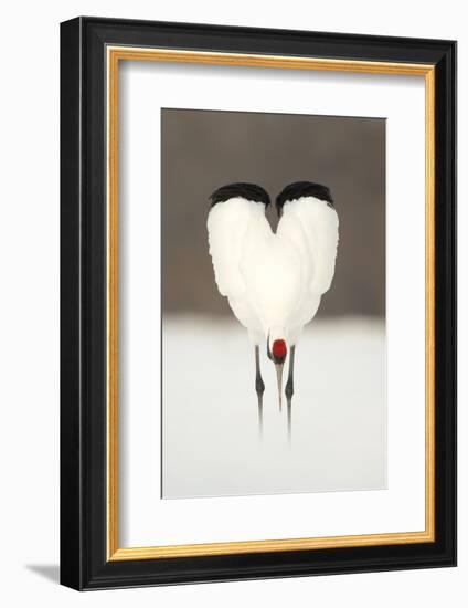 Japanese Crane (Grus Japonensis) Displaying, Wings In Heart Shape, Hokkiado, Japan, February-Danny Green-Framed Photographic Print