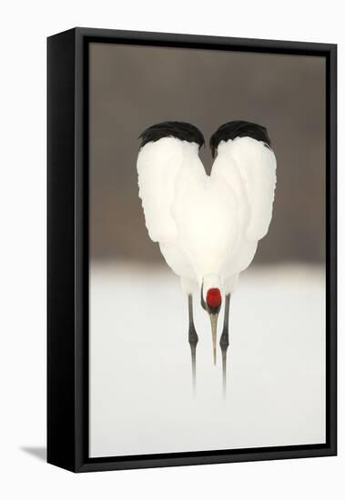 Japanese Crane (Grus Japonensis) Displaying, Wings In Heart Shape, Hokkiado, Japan, February-Danny Green-Framed Premier Image Canvas