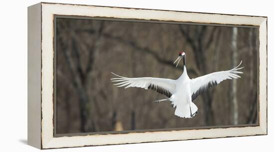 Japanese Crane (Grus Japonensis) Jumping in the Air, Hokkaido, Japan, March-Wim van den Heever-Framed Premier Image Canvas