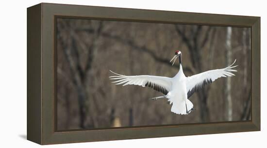 Japanese Crane (Grus Japonensis) Jumping in the Air, Hokkaido, Japan, March-Wim van den Heever-Framed Premier Image Canvas
