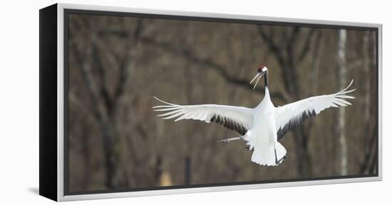 Japanese Crane (Grus Japonensis) Jumping in the Air, Hokkaido, Japan, March-Wim van den Heever-Framed Premier Image Canvas