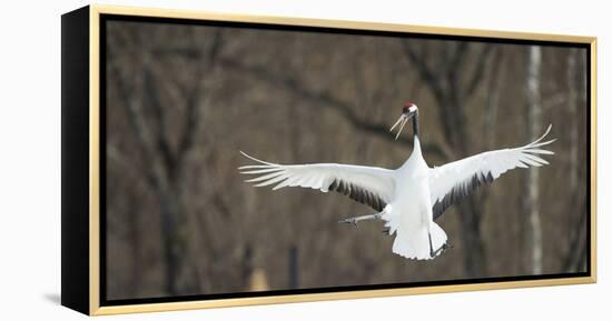 Japanese Crane (Grus Japonensis) Jumping in the Air, Hokkaido, Japan, March-Wim van den Heever-Framed Premier Image Canvas