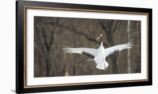 Japanese Crane (Grus Japonensis) Jumping in the Air, Hokkaido, Japan, March-Wim van den Heever-Framed Photographic Print