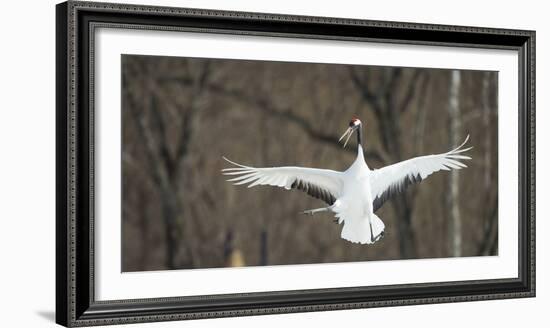 Japanese Crane (Grus Japonensis) Jumping in the Air, Hokkaido, Japan, March-Wim van den Heever-Framed Photographic Print