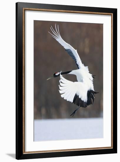 Japanese Crane, Hokkaido, Japan-Art Wolfe-Framed Photographic Print