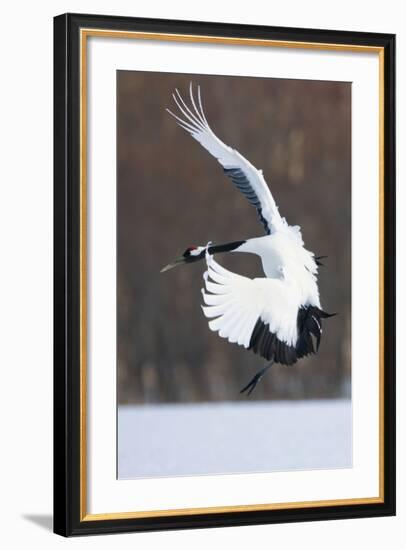 Japanese Crane, Hokkaido, Japan-Art Wolfe-Framed Photographic Print