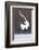 Japanese Crane, Hokkaido, Japan-Art Wolfe-Framed Photographic Print