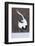 Japanese Crane, Hokkaido, Japan-Art Wolfe-Framed Photographic Print