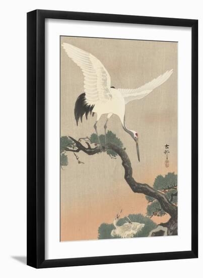 Japanese Crane on Pine Branch, 1900-30-Ohara Koson-Framed Art Print