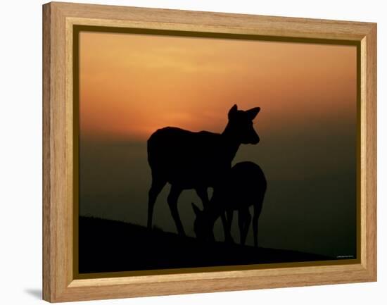 Japanese Deer-null-Framed Premier Image Canvas