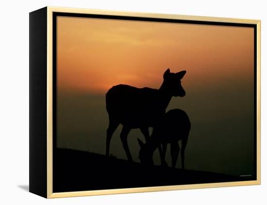 Japanese Deer-null-Framed Premier Image Canvas