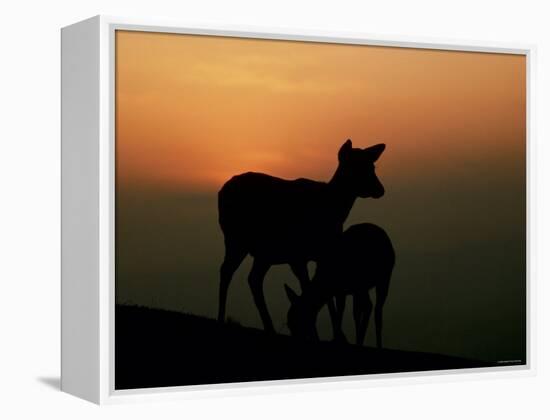 Japanese Deer-null-Framed Premier Image Canvas