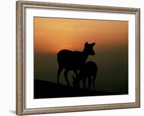 Japanese Deer-null-Framed Photographic Print