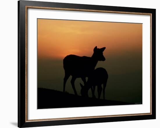 Japanese Deer-null-Framed Photographic Print