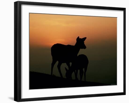 Japanese Deer-null-Framed Photographic Print