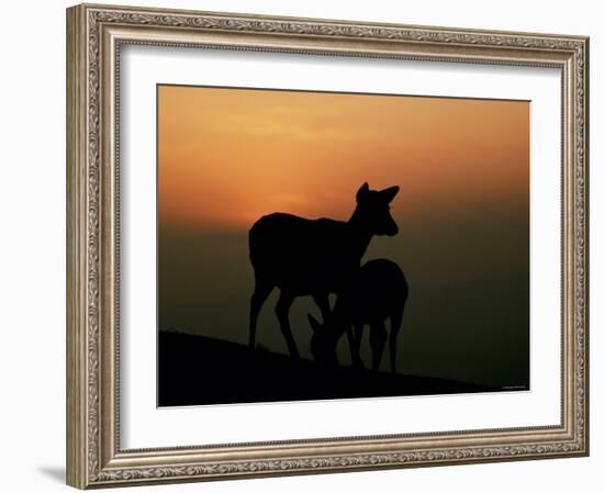 Japanese Deer-null-Framed Photographic Print