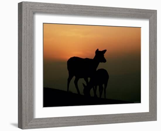 Japanese Deer-null-Framed Photographic Print