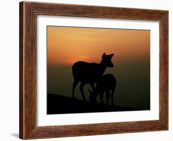 Japanese Deer-null-Framed Photographic Print