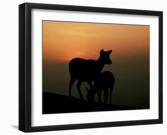 Japanese Deer-null-Framed Photographic Print