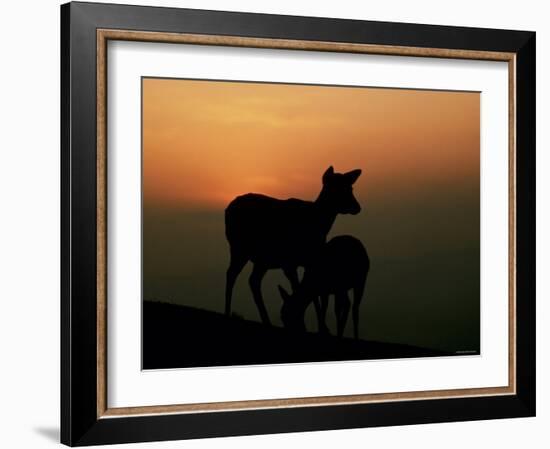 Japanese Deer-null-Framed Photographic Print