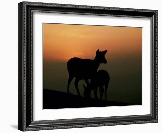 Japanese Deer-null-Framed Photographic Print