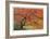 Japanese Garden II-Donald Paulson-Framed Giclee Print