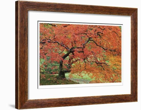 Japanese Garden II-Donald Paulson-Framed Giclee Print