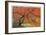 Japanese Garden II-Donald Paulson-Framed Giclee Print