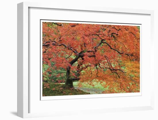 Japanese Garden II-Donald Paulson-Framed Giclee Print