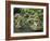 Japanese Garden, Portland, Oregon, Usa-Connie Bransilver-Framed Photographic Print