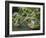 Japanese Garden, Portland, Oregon, Usa-Connie Bransilver-Framed Photographic Print