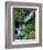 Japanese Garden, Portland, Oregon, USA-Adam Jones-Framed Photographic Print