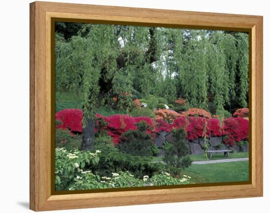 Japanese Garden Rhododendrons in Washington Park Arboretum, Seattle, Washington, USA-Jamie & Judy Wild-Framed Premier Image Canvas